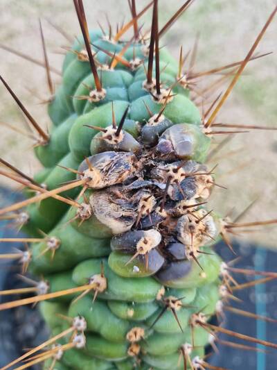 18b0a1b0ca4d0077.jpg Bipolaris - cactus pest and disease reference photo 8