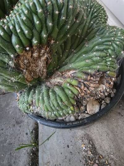 314c1649f6a89b0c.jpg Bipolaris - cactus pest and disease reference photo 18