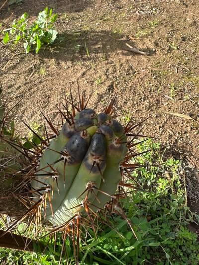 38b8f39125ce3740.jpg Bipolaris - cactus pest and disease reference photo 3