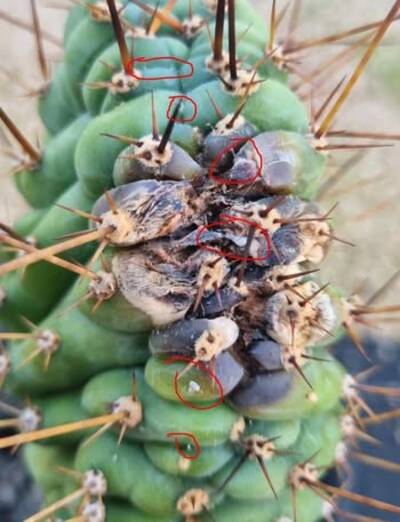 44c1630ada4c065b.jpg Bipolaris - cactus pest and disease reference photo 19