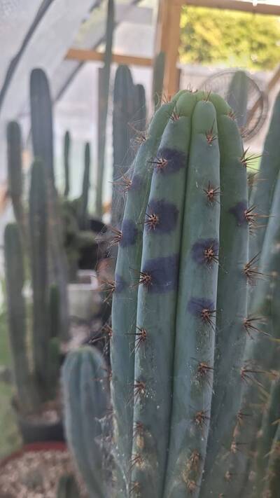 4eebfc7557e87305.jpg Bipolaris - cactus pest and disease reference photo 25