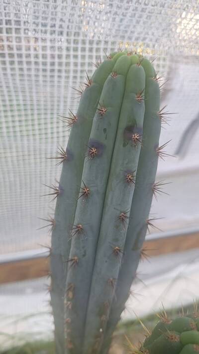 63c1345c36b39989.jpg Bipolaris - cactus pest and disease reference photo 26