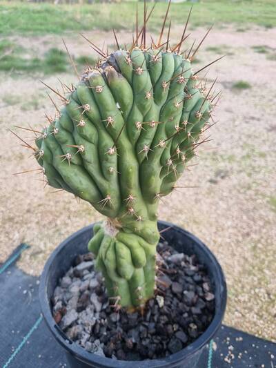 a35f9f405922f982.jpg Bipolaris - cactus pest and disease reference photo 20
