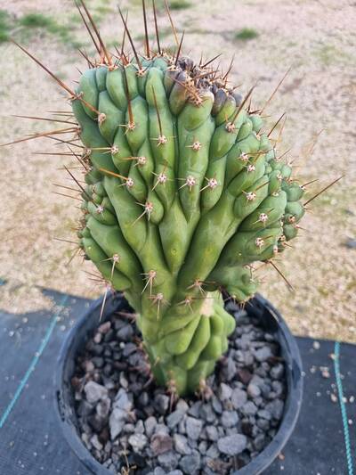a3f19b9ca93c9d34.jpg Bipolaris - cactus pest and disease reference photo 21