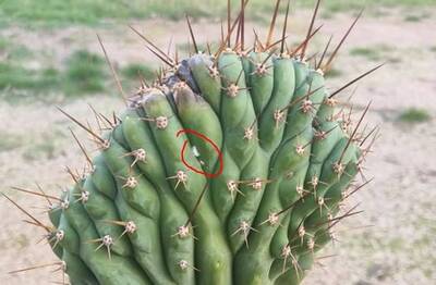 b943946858a5a6fd.jpg Bipolaris - cactus pest and disease reference photo 23