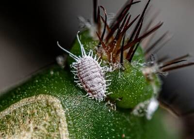 e3b0c7c9e7490494.jpg Bipolaris - cactus pest and disease reference photo 24