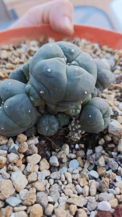 0f5e7e3555efb400.jpg Witch's Broom - cactus pest and disease reference photo 12
