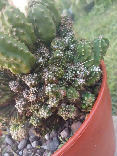 17e2208e4f0f60db.jpg Witch's Broom - cactus pest and disease reference photo 4