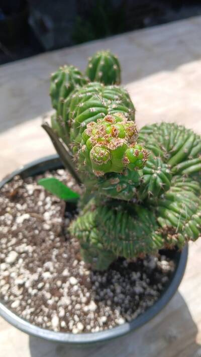 47d0af28f13d1db1.jpg Witch's Broom - cactus pest and disease reference photo 10