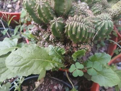5c7b92decd65a7cc.jpg Witch's Broom - cactus pest and disease reference photo 5