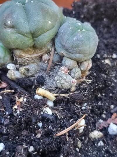 7ca3af4abbab34a5.jpg Witch's Broom - cactus pest and disease reference photo 13