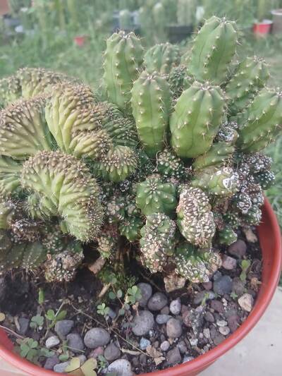 b2090aef4a8a9a44.jpg Witch's Broom - cactus pest and disease reference photo 6