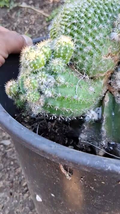 dc6bf4976eea675b.jpg Witch's Broom - cactus pest and disease reference photo 8