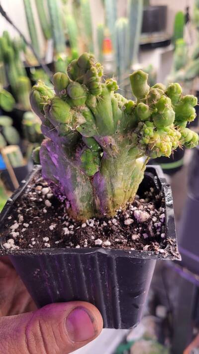 ff1aa489f0d1a564.jpg Witch's Broom - cactus pest and disease reference photo 13