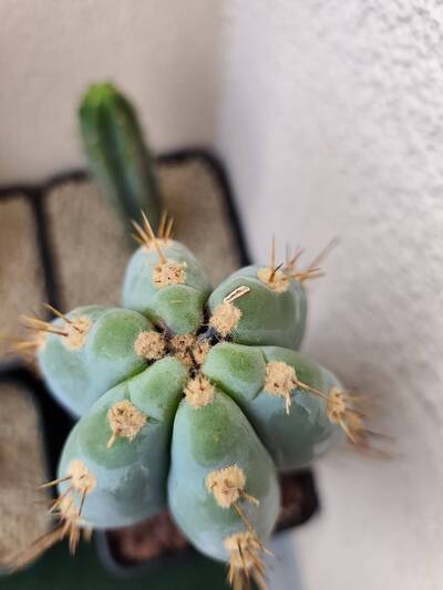 4eb5d7d11e6c2bbb.jpg Calcium Deficiency - cactus pest and disease reference photo 7