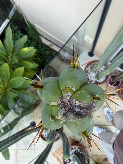 5c9f4911b7afda57.jpg Calcium Deficiency - cactus pest and disease reference photo 1