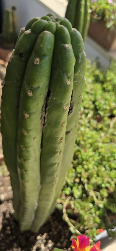 21df49f3662ced0c.jpg Chemical Burn - cactus pest and disease reference photo 3
