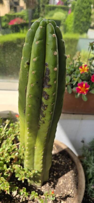 281f4ac234dbb2e7.jpg Chemical Burn - cactus pest and disease reference photo 4