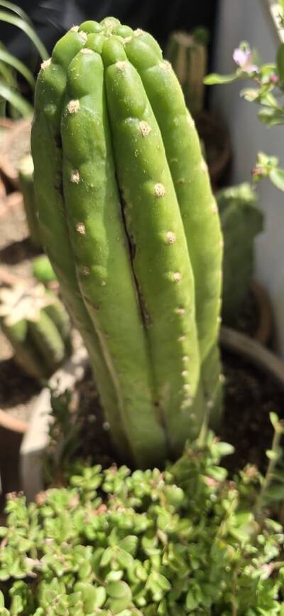 ffb71164423e17bb.jpg Chemical Burn - cactus pest and disease reference photo 6