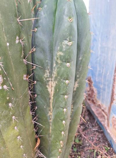 4d6d7fdcfb30caf1.jpg cold damage - cactus pest and disease reference photo 1