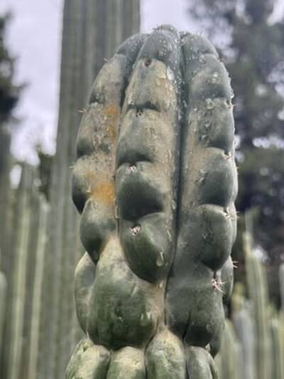 57ab210ec44cdc96.jpg cold damage - cactus pest and disease reference photo 2