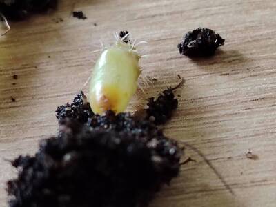 be183d8439022969.jpg Damping-off - cactus pest and disease reference photo 4