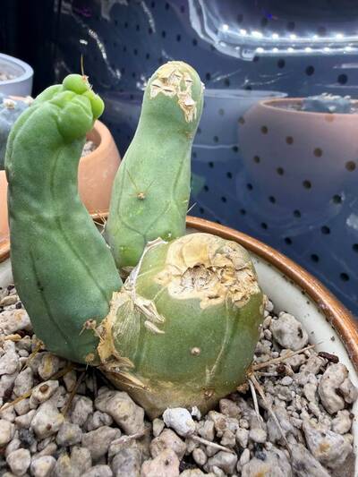 Etiolation - cactus pest and disease reference photo 1