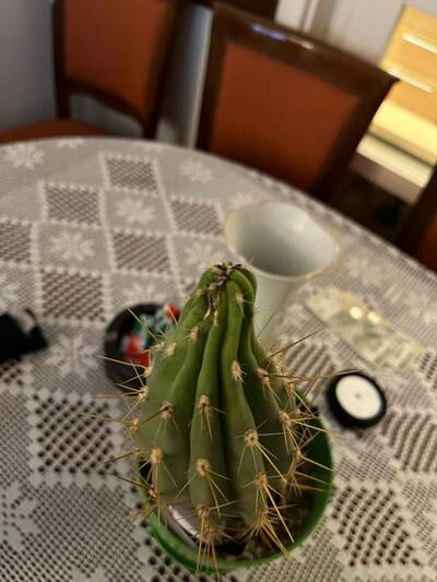 1f321a9480c15844.jpg Etiolation - cactus pest and disease reference photo 5