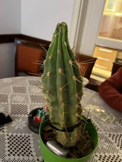 265738814f106de6.jpg Etiolation - cactus pest and disease reference photo 6
