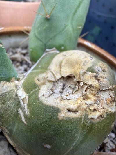 Etiolation - cactus pest and disease reference photo 2