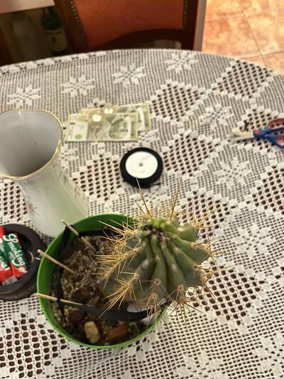 420e306620e6039c.jpg Etiolation - cactus pest and disease reference photo 7