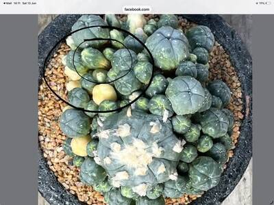 4783f0e01c094f37.jpg Etiolation - cactus pest and disease reference photo 2