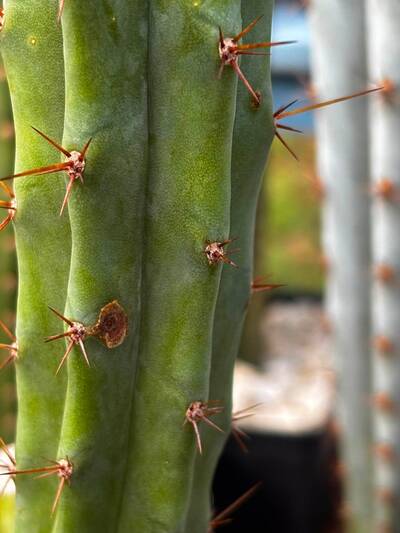 3ea876b0438f6ace.jpg fungal infection - cactus pest and disease reference photo 4