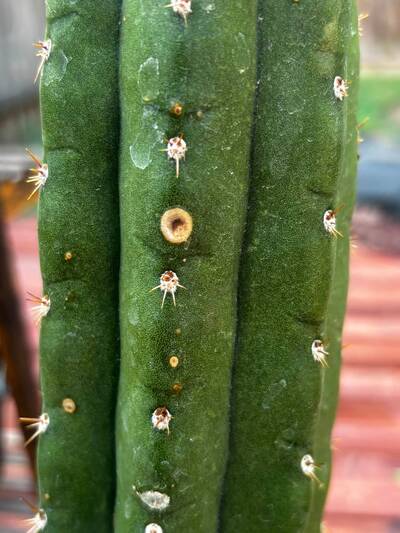 8333252cfa6e4dc3.jpg fungal infection - cactus pest and disease reference photo 5