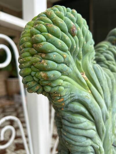 e038f86a3e0ff80d.jpg Fusarium oxysporum - cactus pest and disease reference photo 3