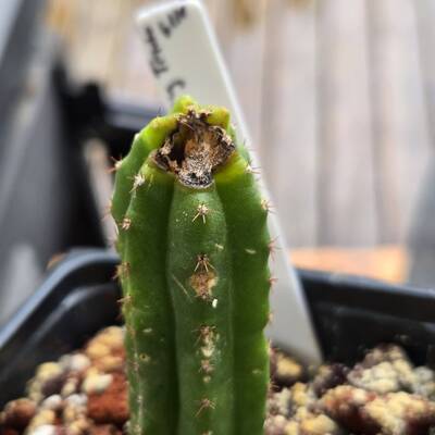 c2c4bc2ac3eb0dea.jpg Bipolaris - cactus pest and disease reference photo 6