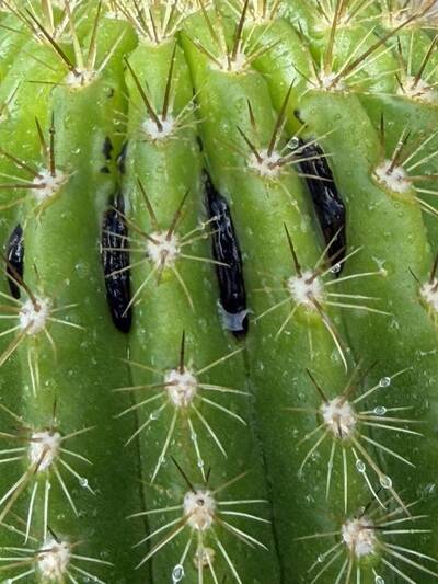 1ef84d5018290014.jpg Humidity Issues - cactus pest and disease reference photo 3