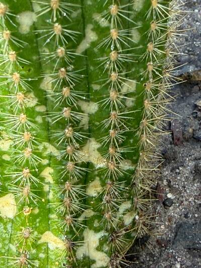 4798be44efa2e859.jpg Humidity Issues - cactus pest and disease reference photo 2
