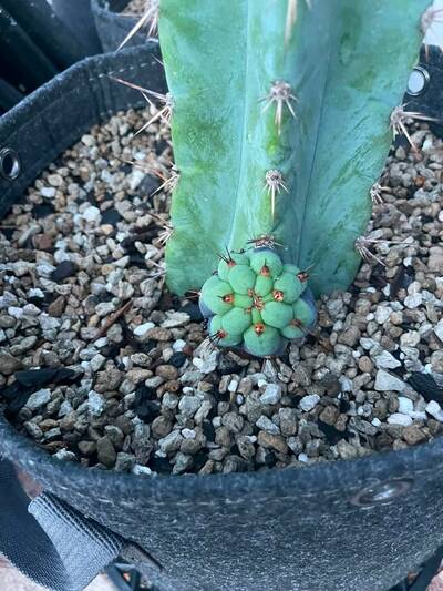 06253fa2e6c78fa3.jpg humidity spots - cactus pest and disease reference photo 1