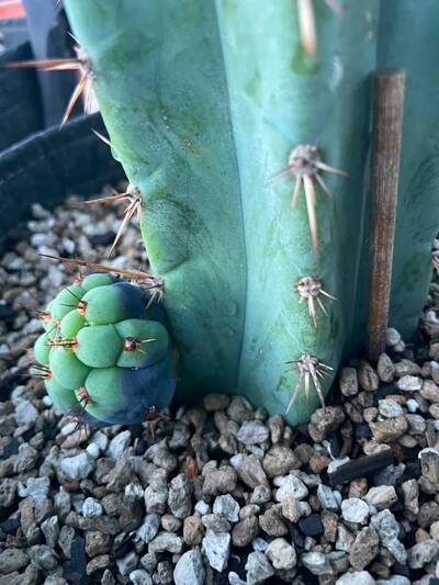 2696248967d293d8.jpg humidity spots - cactus pest and disease reference photo 3