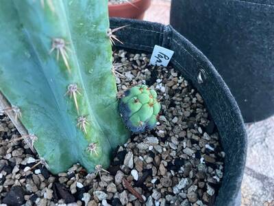 74bad0917820c911.jpg humidity spots - cactus pest and disease reference photo 5