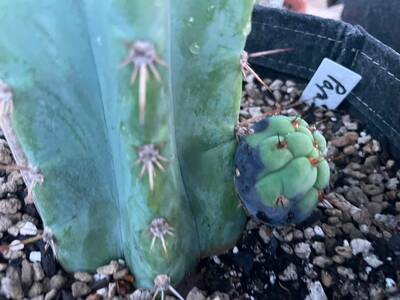 8caf27c7c3188c9d.jpg humidity spots - cactus pest and disease reference photo 6
