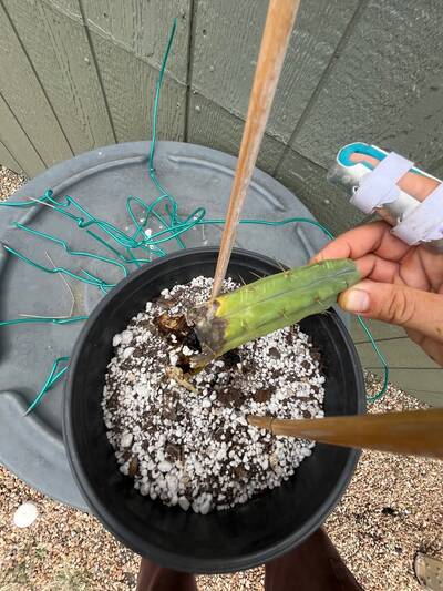 1fafb472c076dd17.jpg Mealybugs - cactus pest and disease reference photo 9