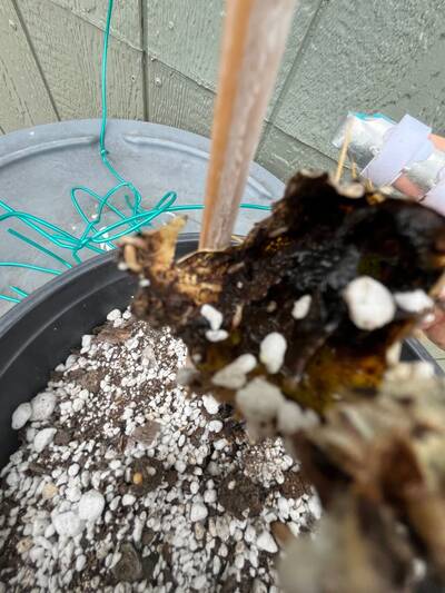 e04575162d27e612.jpg Mealybugs - cactus pest and disease reference photo 10