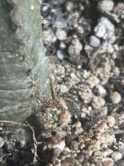 19c2c662c71124af.jpg Mealybugs - cactus pest and disease reference photo 2