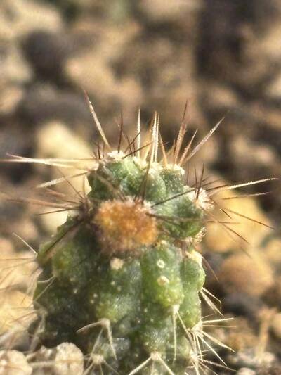 62c75b72ce3d9756.jpg Mealybugs - cactus pest and disease reference photo 8