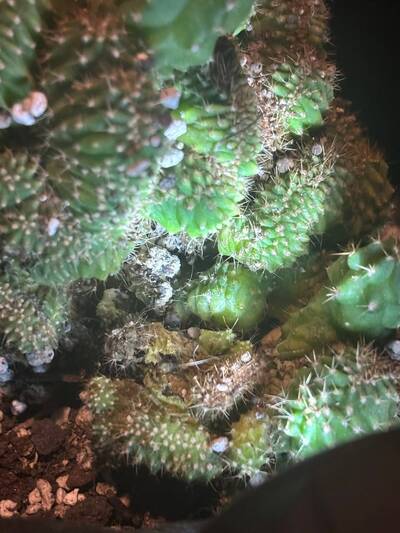 fdb505023c3dd205.jpg Mealybugs - cactus pest and disease reference photo 3