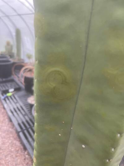 01dc11353ed73bdd.jpg Mosaic Virus - cactus pest and disease reference photo 20