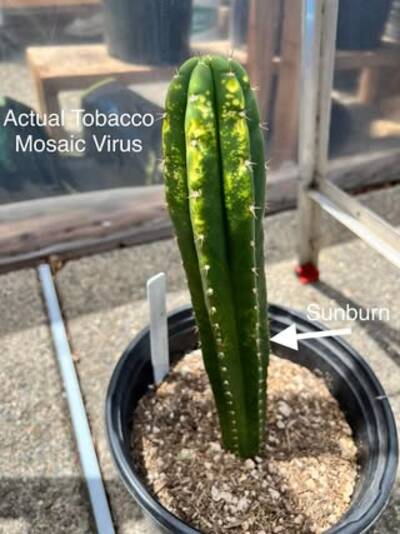053436af5129392c.jpg Mosaic Virus - cactus pest and disease reference photo 21
