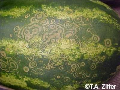 124eefb34e6e3925.jpg Mosaic Virus - cactus pest and disease reference photo 14